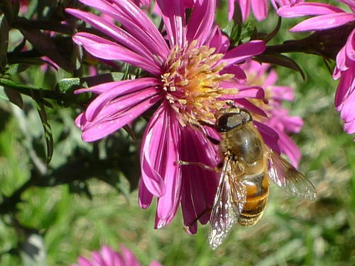 想養(yǎng)蜂從這些基礎(chǔ)做起（新手養(yǎng)蜂入門及注意事項(xiàng)）