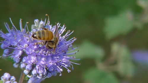 想養(yǎng)蜂從這些基礎(chǔ)做起（新手養(yǎng)蜂入門及注意事項(xiàng)）