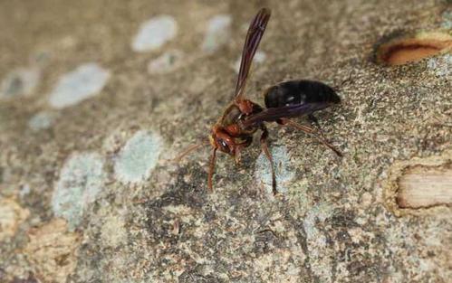 中國(guó)大虎頭蜂蜂王壽命有多久（大虎頭蜂蜂王能活多久）