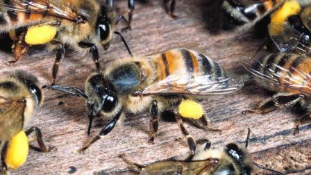 處女王未交尾成功工蜂是什么狀態(處女王長期不交尾蜂群會怎樣) 處女王未交尾成功工蜂是什么狀態(處女王長期不交尾蜂群會怎樣)