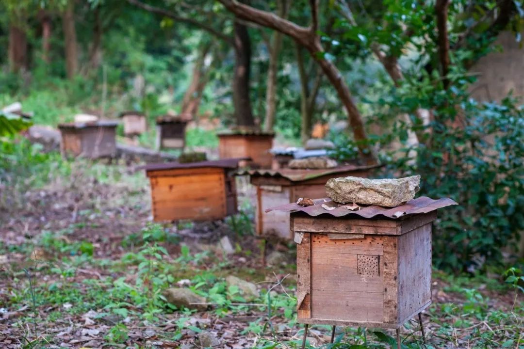 一個(gè)蜂王20只工蜂能養(yǎng)活嗎（一只蜂王20只工蜂能成群嗎）