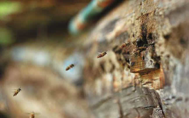 長白山中蜂 長白山中蜂