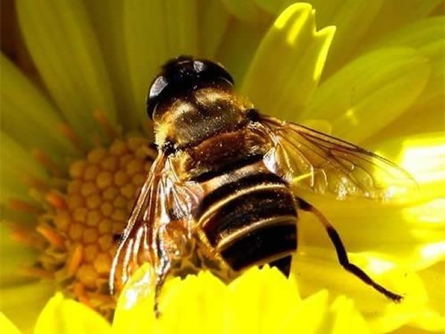 長白山中蜂 長白山中蜂