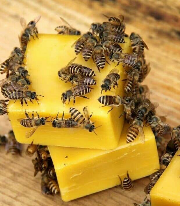 給蜂箱保溫用什么材料好(比較好的保溫隔熱材料是什么) 給蜂箱保溫用什么材料好(比較好的保溫隔熱材料是什么)