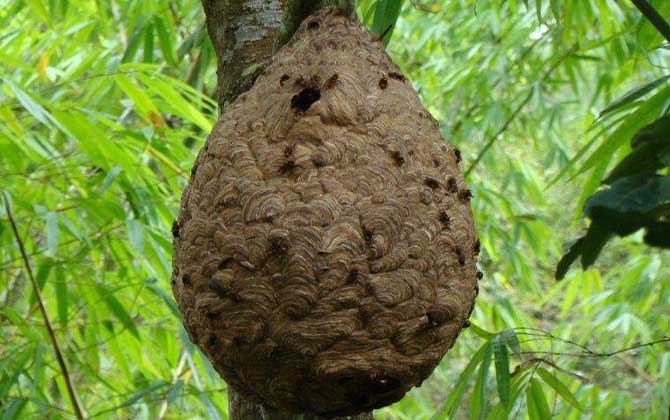 葫蘆蜂會不會蜇死人 葫蘆蜂會不會蜇死人