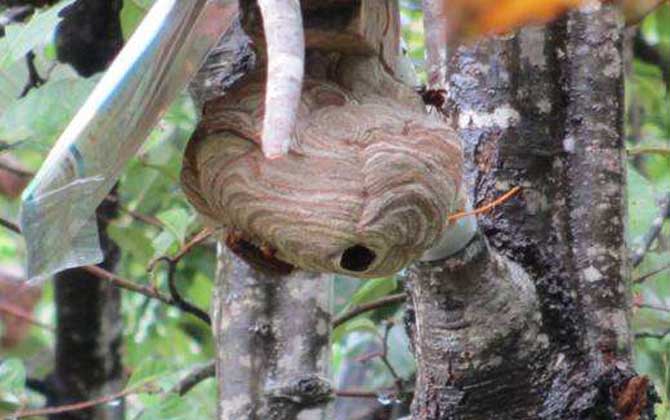 葫蘆蜂會不會蜇死人 葫蘆蜂會不會蜇死人