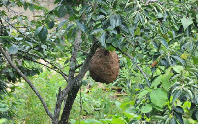 葫蘆蜂會不會蜇死人 葫蘆蜂會不會蜇死人