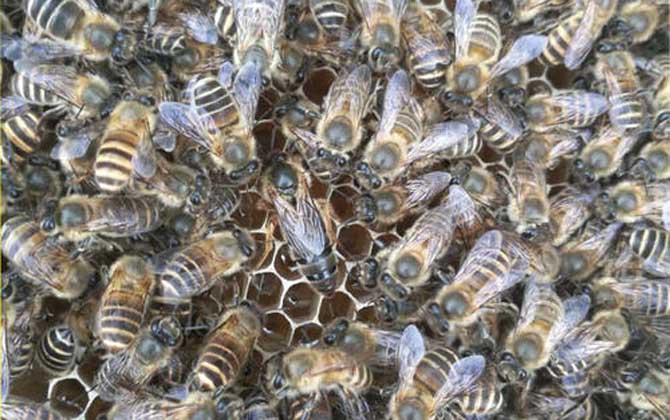 阿壩中蜂怕熱嗎(阿壩中蜂是不是不耐熱) 阿壩中蜂怕熱嗎(阿壩中蜂是不是不耐熱)