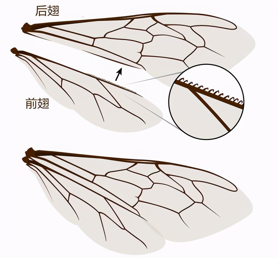 蜜蜂是不是有四只翅膀 蜜蜂是不是有四只翅膀