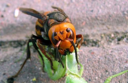 中國大虎頭蜂和日本大黃蜂的區(qū)別(中國大虎頭蜂和日本大黃蜂的對比) 中國大虎頭蜂和日本大黃蜂的區(qū)別(中國大虎頭蜂和日本大黃蜂的對比)