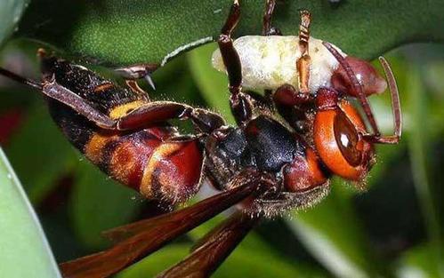 中國大虎頭蜂和日本大黃蜂的區(qū)別(中國大虎頭蜂和日本大黃蜂的對比) 中國大虎頭蜂和日本大黃蜂的區(qū)別(中國大虎頭蜂和日本大黃蜂的對比)