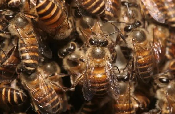 貴州納雍中蜂(貴州畢節中蜂品種介紹) 貴州納雍中蜂(貴州畢節中蜂品種介紹)