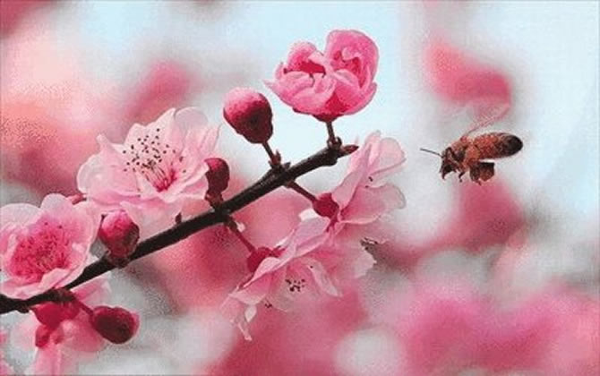 蜜蜂的象征意義 蜜蜂的象征意義