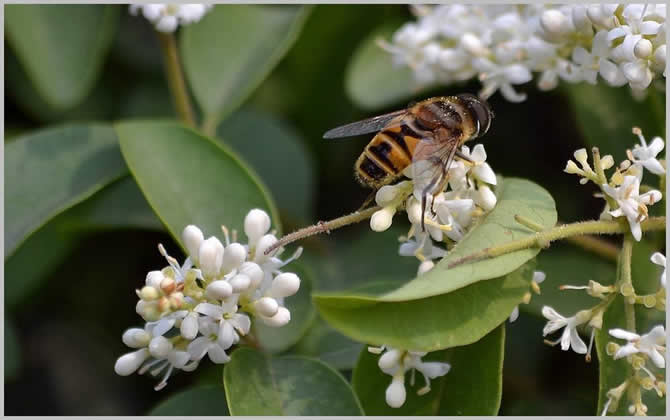 蜜蜂的象征意義 蜜蜂的象征意義