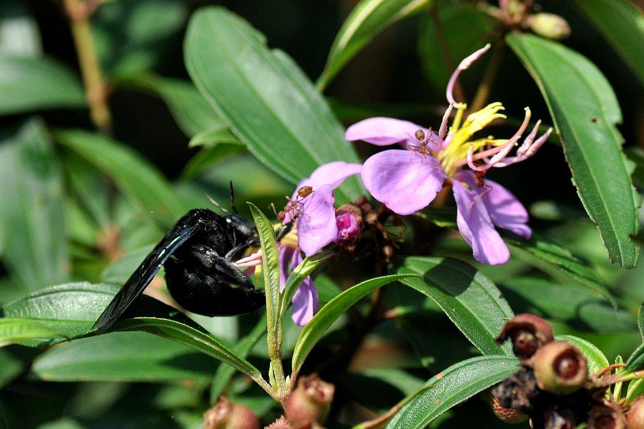 【蜜蜂知識(shí)】關(guān)于蜜蜂的知識(shí)有哪些? 關(guān)于蜜蜂的知識(shí)有哪些?