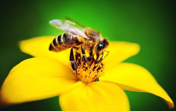 南方蜜蜂養殖技術和注意事項(南方蜜蜂養殖技術篇) 南方蜜蜂養殖技術和注意事項(南方蜜蜂養殖技術篇)