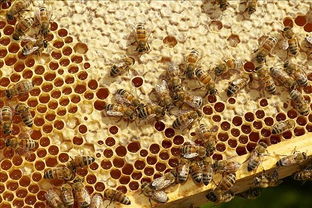 阿壩中蜂當地怎樣越冬（中蜂土養，如何安全越冬）