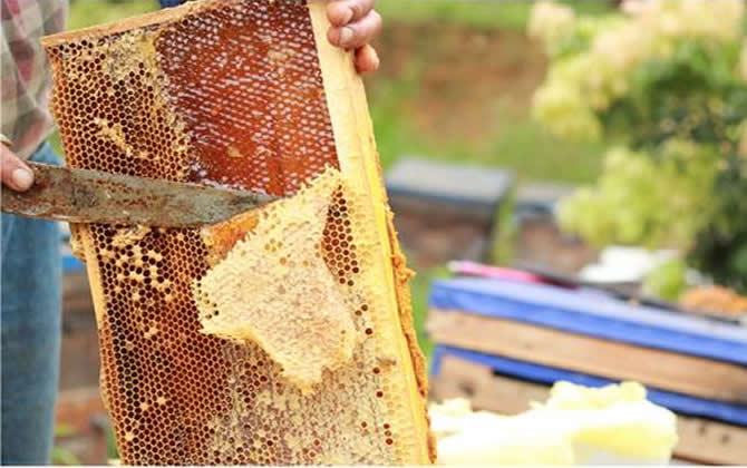 什么是土蜂蜜 什么是土蜂蜜