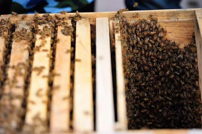 【蜜蜂知識(shí)】蜜蜂自然分蜂前有什么特點(diǎn)? 【蜜蜂知識(shí)】蜜蜂自然分蜂前有什么特點(diǎn)?