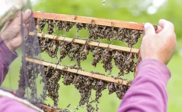 初次養(yǎng)蜂需要注意什么（初學養(yǎng)蜂的基本常識）