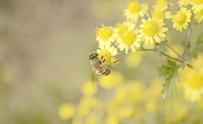 2018年養(yǎng)蜜蜂能賺錢嗎？