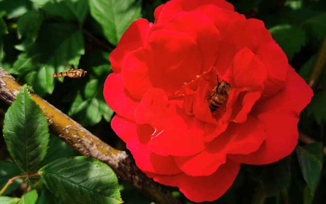 冬天到了蜜蜂干什么去了(蜜蜂的行為) 冬天到了蜜蜂干什么去了(蜜蜂的行為)