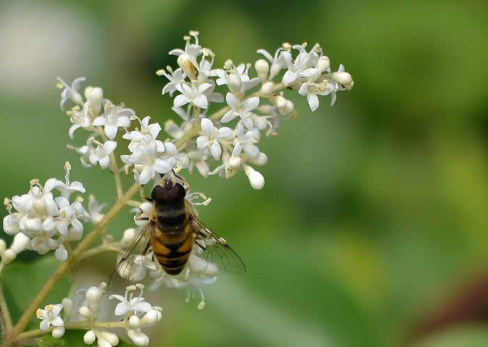 意蜂什么時候人工育王? 意蜂什么時候人工育王?