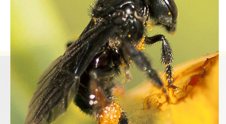 南方全身黑色蜂是什么蜂?叫什么? 南方全身黑色蜂是什么蜂?叫什么?