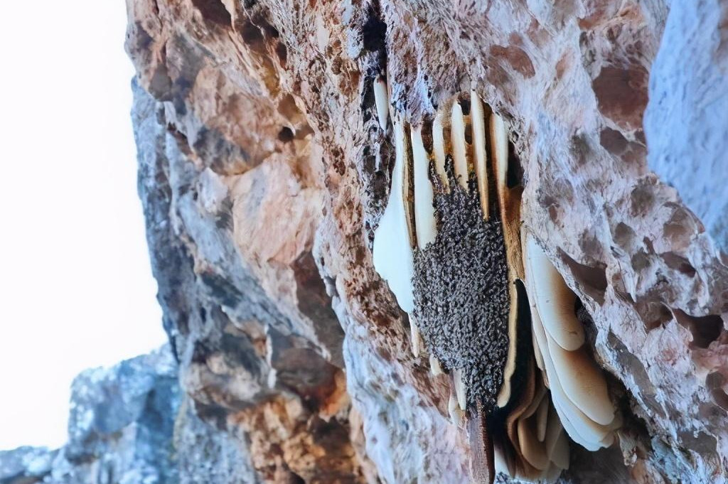 產蜜的蜜蜂種類 產蜜的蜜蜂種類