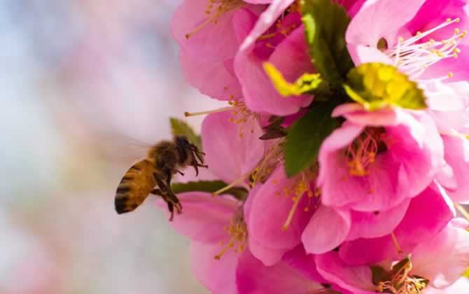 蜜蜂啃咬巢礎是啥原因 蜜蜂啃咬巢礎