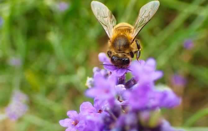 蜜蜂啃咬巢礎是啥原因 蜜蜂啃咬巢礎