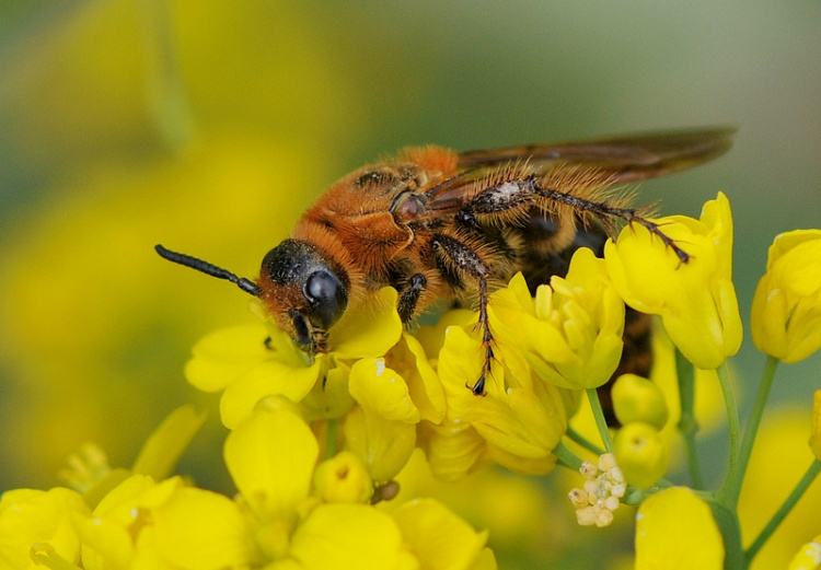 蜂群沒(méi)有蜂王如何養(yǎng)好蜜蜂
