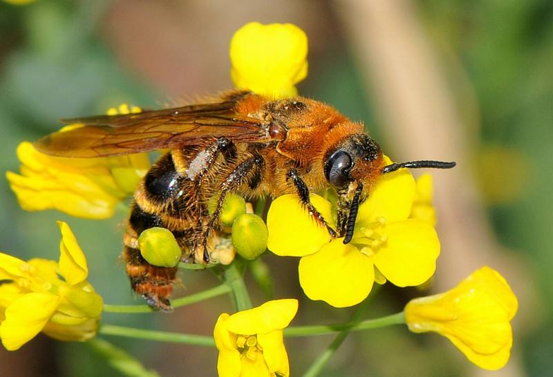 蜂群沒(méi)有蜂王如何養(yǎng)好蜜蜂