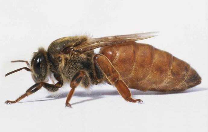 蜂群沒(méi)有蜂王如何養(yǎng)好蜜蜂