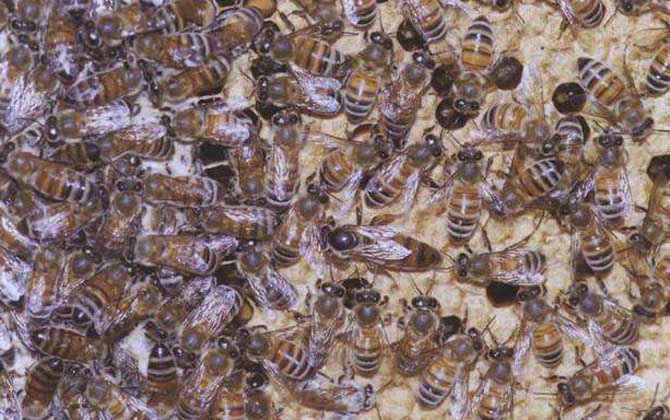 喀爾巴阡蜂兇嗎 喀爾巴阡蜂兇嗎