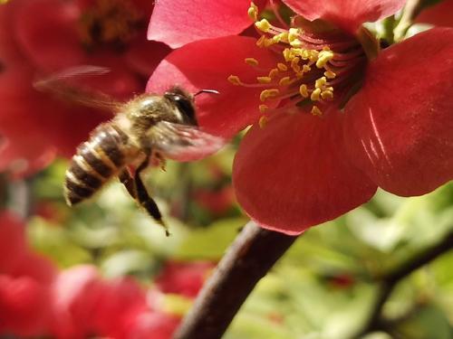 蜜蜂還有哪些知識我們不知道(蜜蜂一些不為人知的知識) 蜜蜂還有哪些知識我們不知道(蜜蜂一些不為人知的知識)