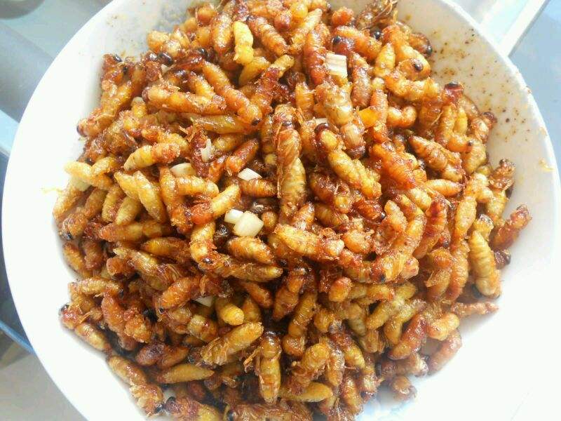 【蜂蛹禁忌】什么人不能吃蜂蛹 什么人不能吃蜂蛹