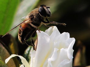 長途運輸工蜂咬脾是什么原因(蜜蜂咬巢脾是什么問題) 長途運輸工蜂咬脾是什么原因(蜜蜂咬巢脾是什么問題)