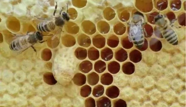 雄蜂出房后幾天分蜂(不同蜂種不同方式) 雄蜂出房后幾天分蜂(不同蜂種不同方式)