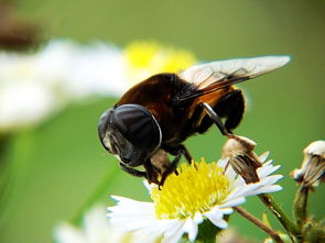 蜜蜂蜂王產卵是一個眼一個卵嗎(箱外如何判斷蜂王產卵了) 蜜蜂蜂王產卵是一個眼一個卵嗎(箱外如何判斷蜂王產卵了)