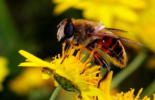 松丹一號抗螨性能如何(中蜂為什么沒有蜂螨) 松丹一號抗螨性能如何(中蜂為什么沒有蜂螨)