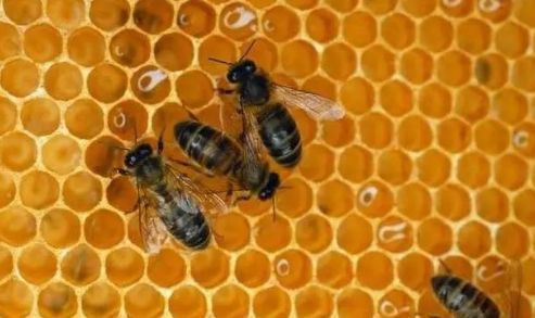 工蜂產(chǎn)卵會(huì)一直產(chǎn)嗎(工蜂產(chǎn)的卵是什么蜂) 工蜂產(chǎn)卵會(huì)一直產(chǎn)嗎(工蜂產(chǎn)的卵是什么蜂)