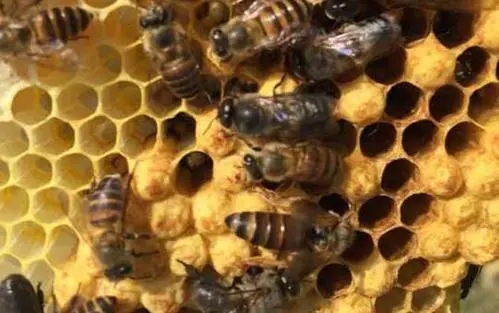 工蜂產(chǎn)卵會(huì)一直產(chǎn)嗎(工蜂產(chǎn)的卵是什么蜂) 工蜂產(chǎn)卵會(huì)一直產(chǎn)嗎(工蜂產(chǎn)的卵是什么蜂)