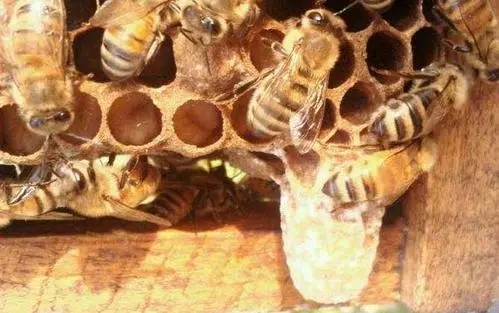 工蜂產(chǎn)卵會(huì)一直產(chǎn)嗎(工蜂產(chǎn)的卵是什么蜂) 工蜂產(chǎn)卵會(huì)一直產(chǎn)嗎(工蜂產(chǎn)的卵是什么蜂)