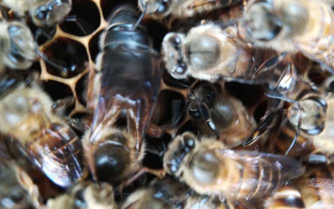 阿壩中蜂和北方中蜂的區別(阿壩蜂王和中蜂蜂王有什么區別) 阿壩中蜂和北方中蜂的區別(阿壩蜂王和中蜂蜂王有什么區別)