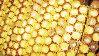 蜂王漿是怎么形成的(蜂王漿的形成過程) 蜂王漿是怎么形成的(蜂王漿的形成過程)