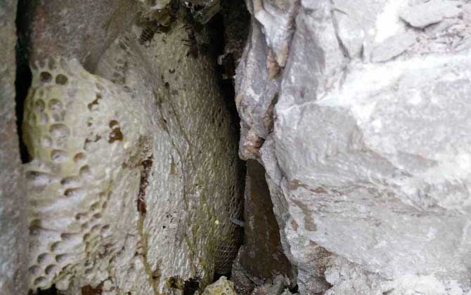 滇南中蜂與云貴高原中蜂優(yōu)缺對比(滇南中蜂和云貴高原中蜂的區(qū)別) 滇南中蜂與云貴高原中蜂優(yōu)缺對比(滇南中蜂和云貴高原中蜂的區(qū)別)