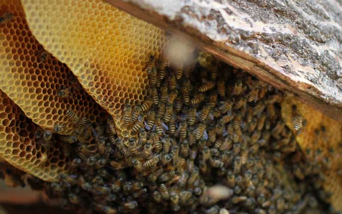 滇南中蜂與云貴高原中蜂優(yōu)缺對比(滇南中蜂和云貴高原中蜂的區(qū)別) 滇南中蜂與云貴高原中蜂優(yōu)缺對比(滇南中蜂和云貴高原中蜂的區(qū)別)