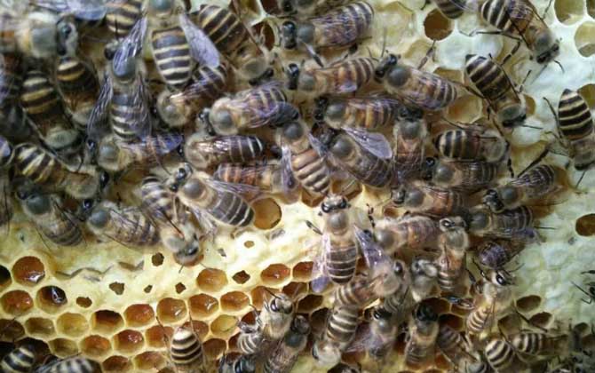 滇南中蜂與云貴高原中蜂優(yōu)缺對比(滇南中蜂和云貴高原中蜂的區(qū)別) 滇南中蜂與云貴高原中蜂優(yōu)缺對比(滇南中蜂和云貴高原中蜂的區(qū)別)