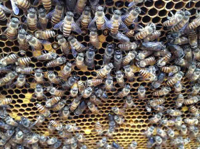 養(yǎng)蜂人怎么調(diào)節(jié)蜂脾關(guān)系? 怎么調(diào)節(jié)蜂脾關(guān)系